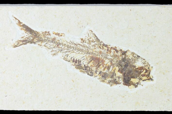 Fossil Fish (Knightia) - Wyoming #150341